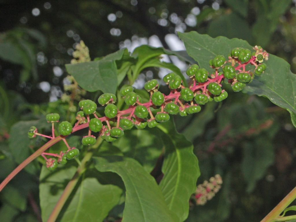 Phytolacca americana / Fitolacca, Cremesina, Uva-turca